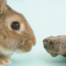 Tortoise-and-the-Hare 2