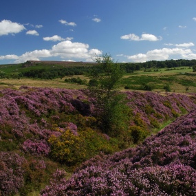 credit karen-frenkel-longshaw-estate