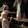 chatsworth-farm